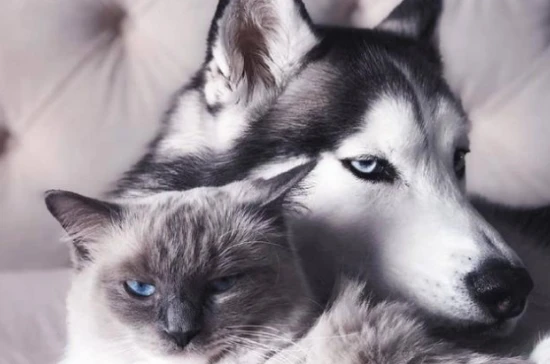 Can cats and dogs have love between them?