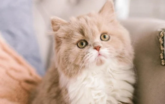 Can cats drink coffee?