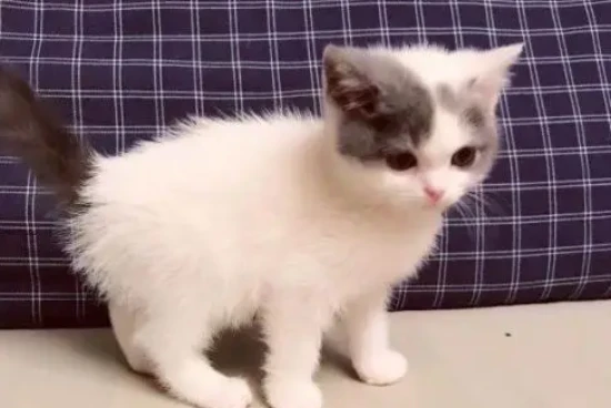 At what age are kittens most likely to die?