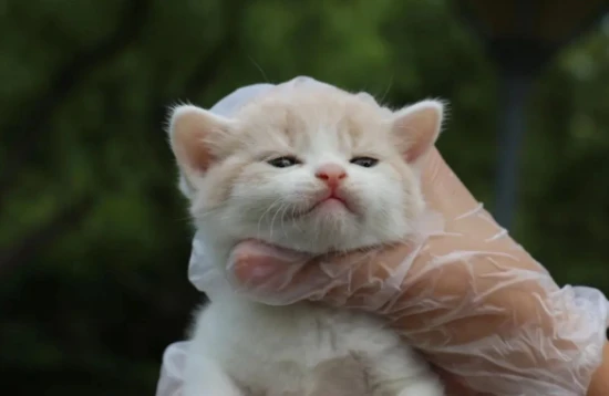 猫的常见营养问题与饮食禁忌，你了解多少？