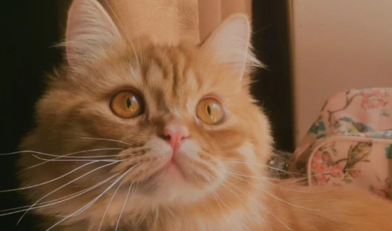 Can I bathe a cat that hasn't been vaccinated?