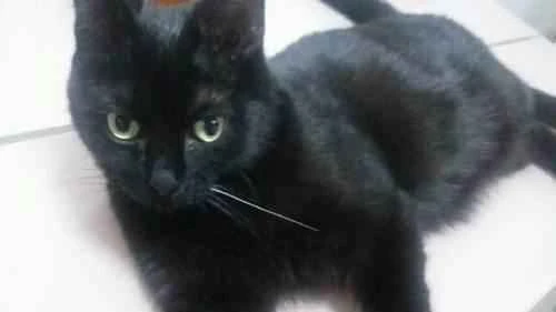 Is DEET harmful to cats?