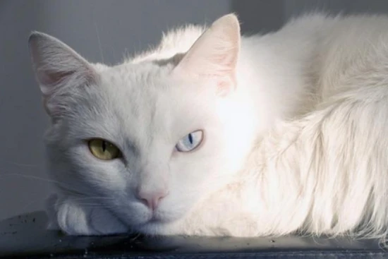 Can I bring a cat on a plane?