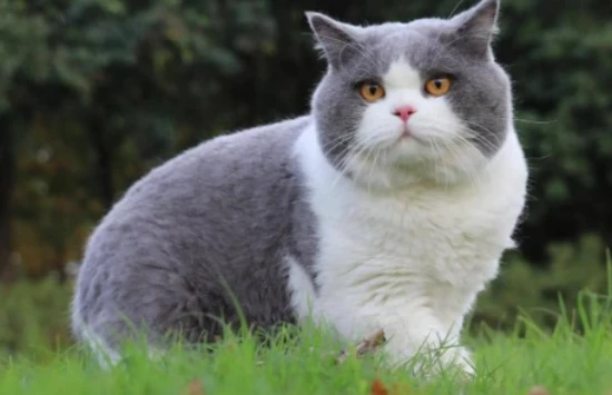 What are the advantages and disadvantages of British Shorthair cats?