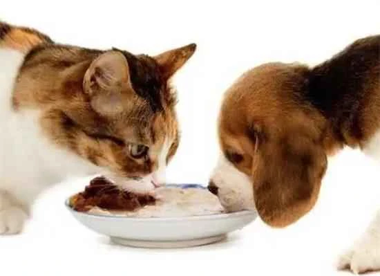 The difference between cats and dogs eating