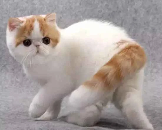 What to do if my cat keeps shedding?