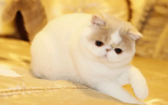 What is Garfield's personality like?