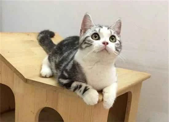 Why are kittens prone to ear mites?