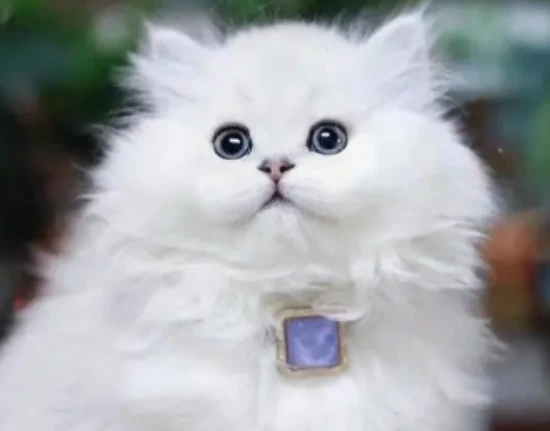 Important notes on feeding Chinchilla cats: