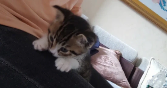 How to feed a 1-month-old kitten?