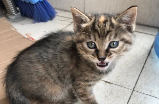 Chinese Li Hua Cat Care Instructions