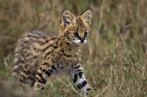 How long should a cat sunbathe each day?