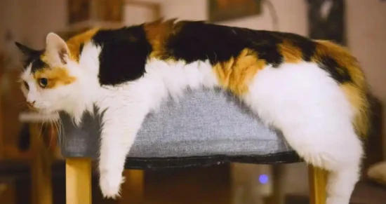 What to do if your cat has excessive eye discharge and can't open its eyes?