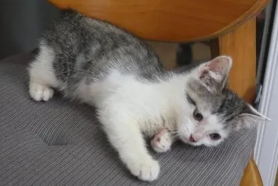 Can a two-month-old kitten drink yogurt?