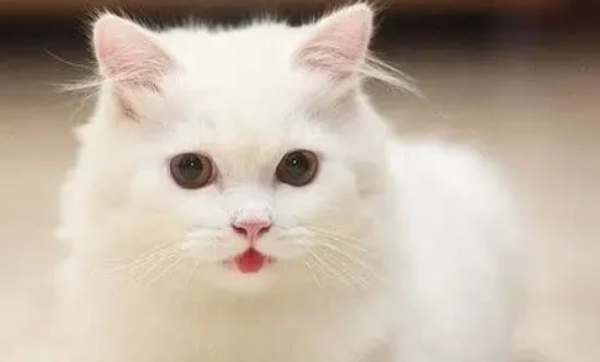 Are cats afraid of the dark?