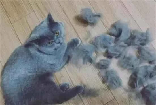 Top Cats with Excessive Shedding
