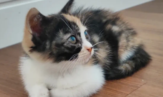 Why do cats like to rub against people and sweep their tails?