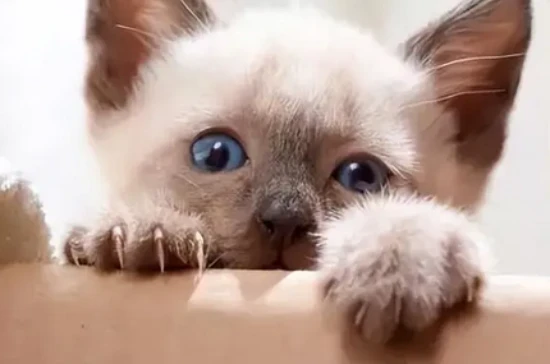 Why do cats not gain weight?