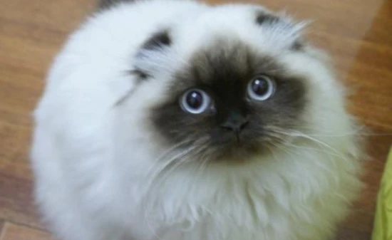 What are the dietary restrictions for Himalayan cats?