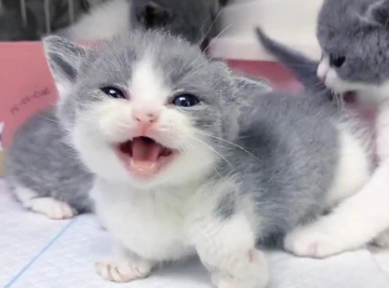 What should you pay attention to when boarding a cat?