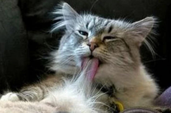 What does it mean when a cat licks its own fur?
