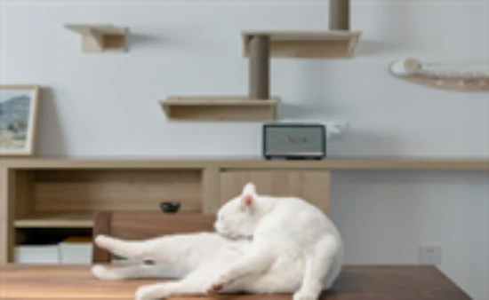 What to do if my cat keeps meowing at night?