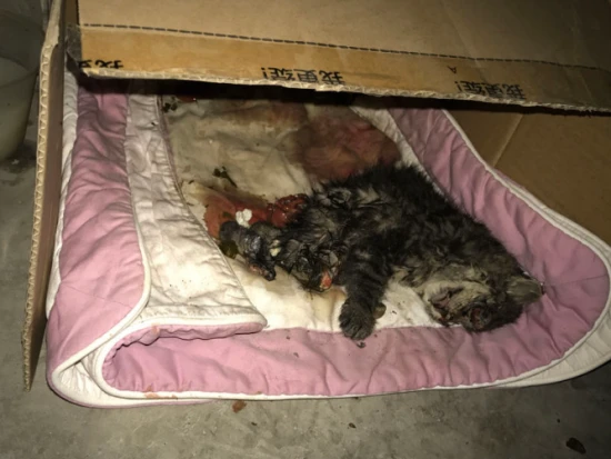 Can cats feign death?