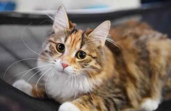 Does a cat's body remaining soft after death mean it's not dead?