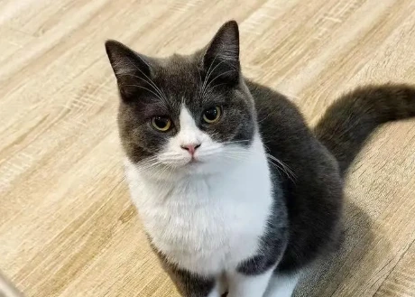 What to do about cat shedding?