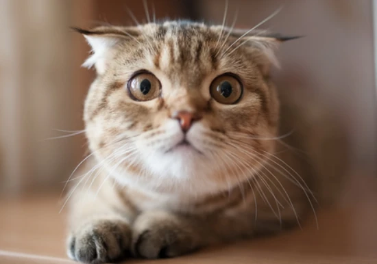 Can cats eat cherries?