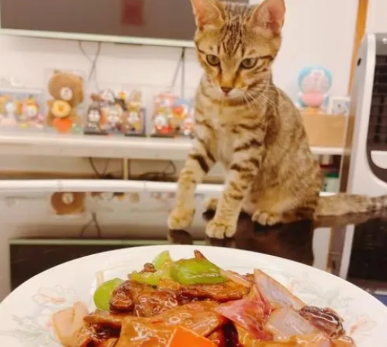 Can cats eat pork liver?
