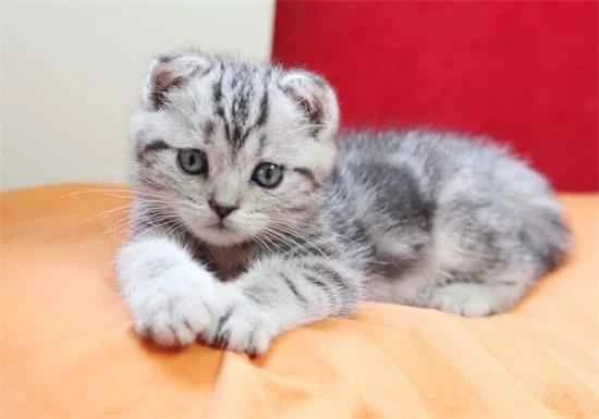How to clean tear stains on Scottish Fold cats