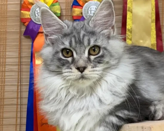 What causes cats to hiccup?