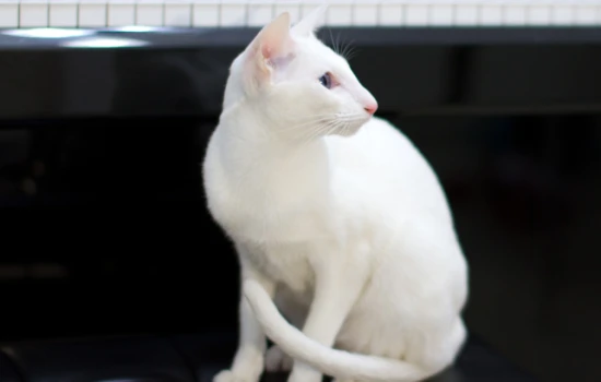 Will cats get fleas if they don't go outside?