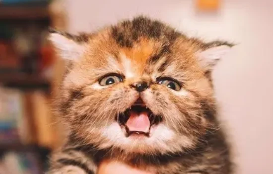 Can cats distinguish between male and female humans?