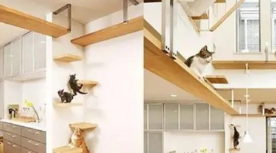 How much does it cost to invest in a cattery?