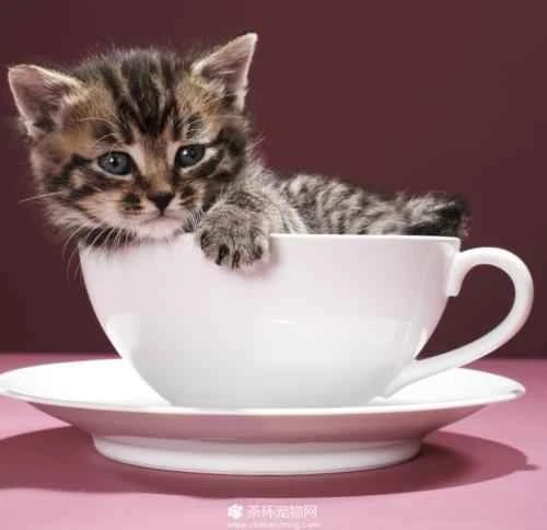 Feeding instructions for kittens and kittens