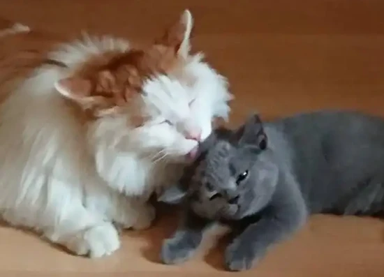 What does it mean when two cats lick each other's fur?