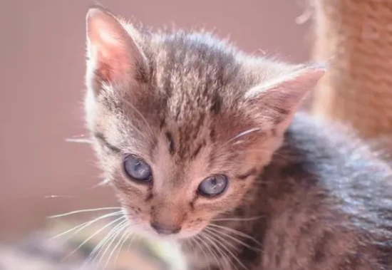 Will a cat hate its owner if it is spayed or neutered?