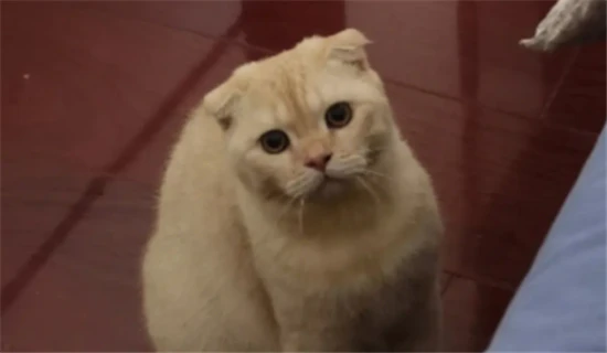 What kind of personality do girls who like cats have?