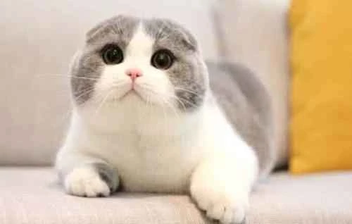 Is bathing a cat every 10 days too frequent?