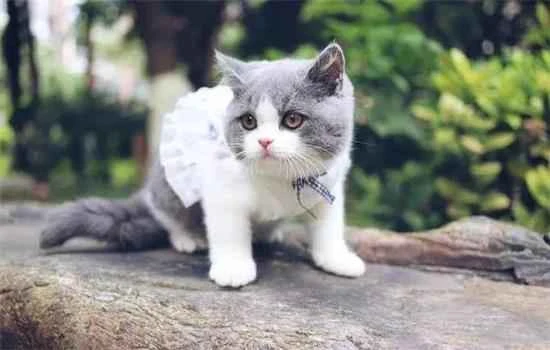 How can I help my British Shorthair cat gain weight?