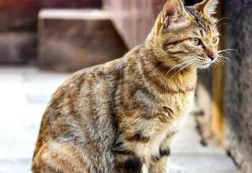 Cat poop is sometimes loose and sometimes dry.