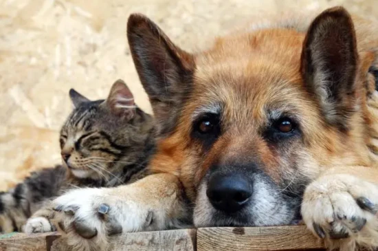 How are the eyesight of cats and dogs?