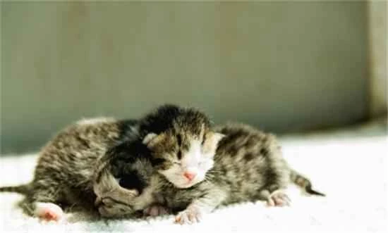 How to feed a kitten that is just one month old