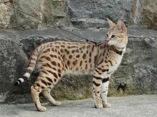 White dandruff in cats is not ringworm.