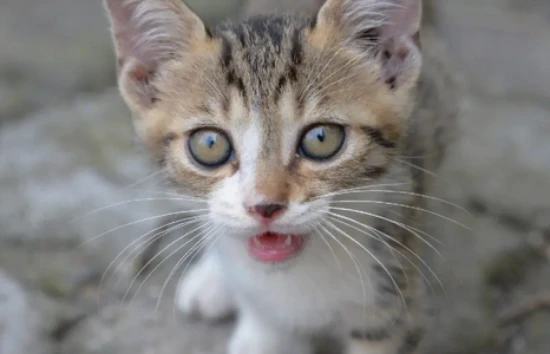 Can cats eat pineapples?