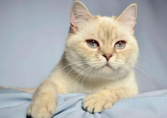 Summer cat grooming: Shaving requires caution, and there are clever ways to care for your cat.