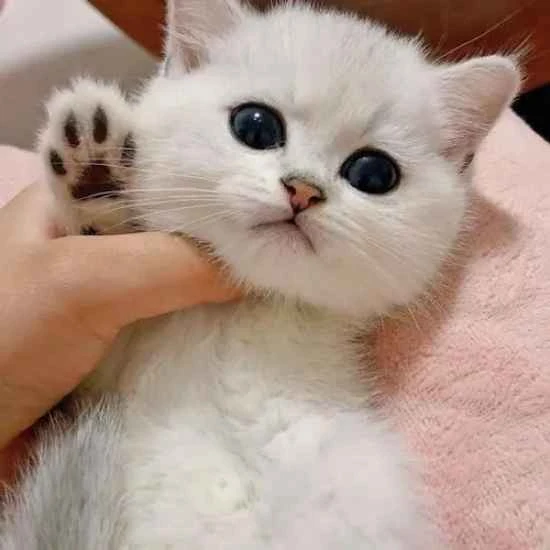 Symptoms of micronutrient deficiency in cats