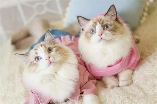 Why do cats always like to lick their own fur?